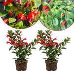 Set of 2 Red Lipstick Plants Live for Indoor Growing, Lipstick Plant 4–6 Inch Tall, Trailing Vine Houseplants, No Pot