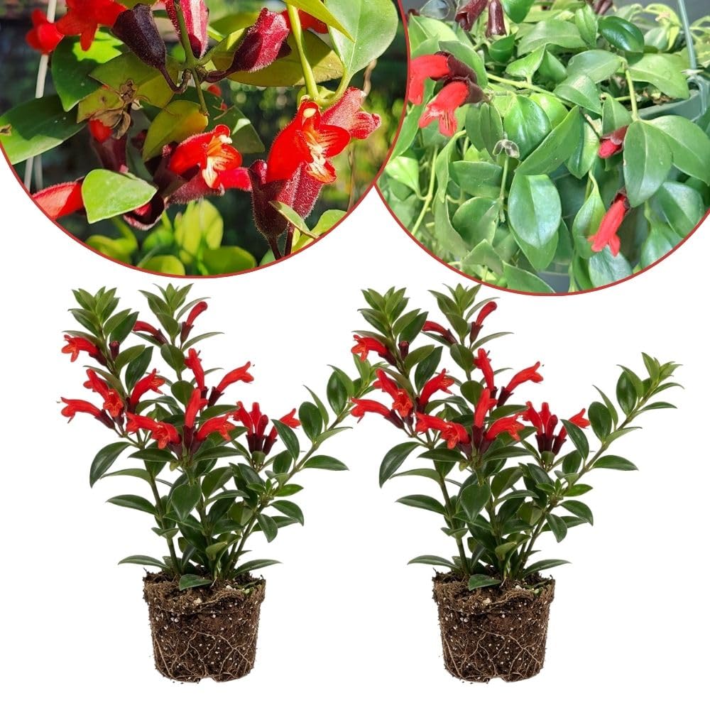 Set of 2 Red Lipstick Plants Live for Indoor Growing, Lipstick Plant 4–6 Inch Tall, Trailing Vine Houseplants, No Pot