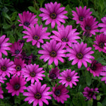 4 Osteospermum Plants, African Daisy Live Plants, 3-5 Inches, Perennial Mix Blooms, Spring to Summer Flowers (Purple)