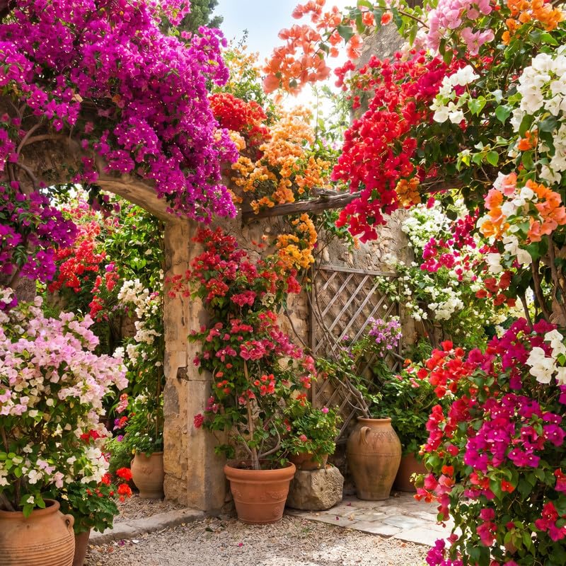 Set 2 Mixed Bougainvillea Live Plants 4-7 Inches Tall, Vibrant Bumgainvillea Flowering Vines for Garden, Patio Containers and Indoor Growing