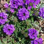 Verbena Plant in 4 Inch Pot, 4 to 6 Inch Tall Hardy Purple Verbena Flower Plants Live for Planting Outdoor
