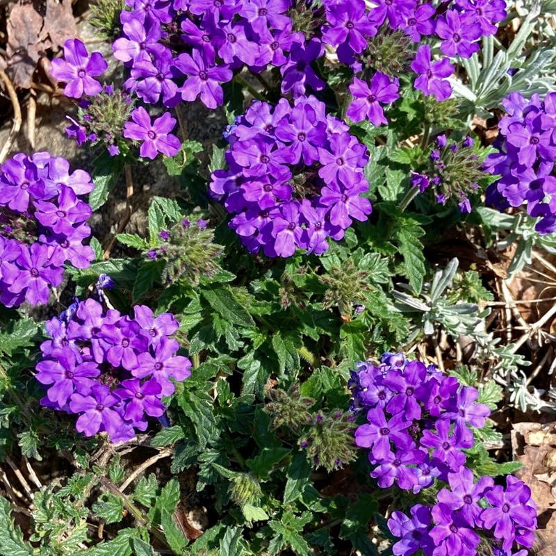 Verbena Plant in 4 Inch Pot, 4 to 6 Inch Tall Hardy Purple Verbena Flower Plants Live for Planting Outdoor