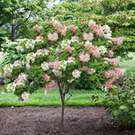 Bicolor Hydrangea Live Plant in 2.5'' Pot, Hydrangea Bush Shrub Vibrant Blooms, Outdoor Garden, Ready to Grow
