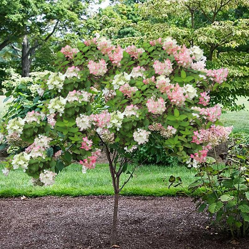 Bicolor Hydrangea Live Plant in 2.5'' Pot, Hydrangea Bush Shrub Vibrant Blooms, Outdoor Garden, Ready to Grow