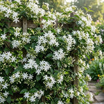 2 Grandiflora Jasmine Live Plants, Fragrant Flowering Shrubs, 4-6" Tall
