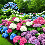 Reblooming Hydrangea Flowers, Hardy Hydrangea Plant Live Bush Shrub, 5-8" Tall Well-Rooted for Garden, Change Colors (Multicolor)