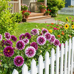 Set 2 Purple White Dahlia Tubers, Decorative Blooms with Striking White, Summer Flowering Perennial, Dahlia Flowers for Indoor Outdoor Growing