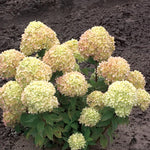 Hydrangea Bush Tree Plants Live, 5-9" Tall, No Pot, Dormant in Winter, Change Color Perennial Planting Indoor Outdoor, Long Lasting Blooms Flower (Lime Green to Pink)