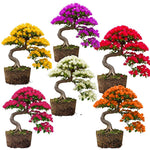 Sets 3 Climbing Bougainvillea Plants Live for Full Sun Trellis Tree, Shrub or Vine Bougainvillea Vibrant Bloom, Very Hardy, 5-9" Tall, Random Single Color
