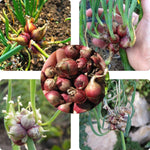 5 Egyptian Walking Onions Plants Live for Planting Outdoors Indoors, Cold Hardy Vegetable Live Plant from 5 Inc Tall