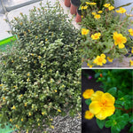 Set 3 Yellow Portulaca Plants Live, Purslane Moss Roses Flowers, Clumps 3-5" Tall to Grow Indoor Outdoor
