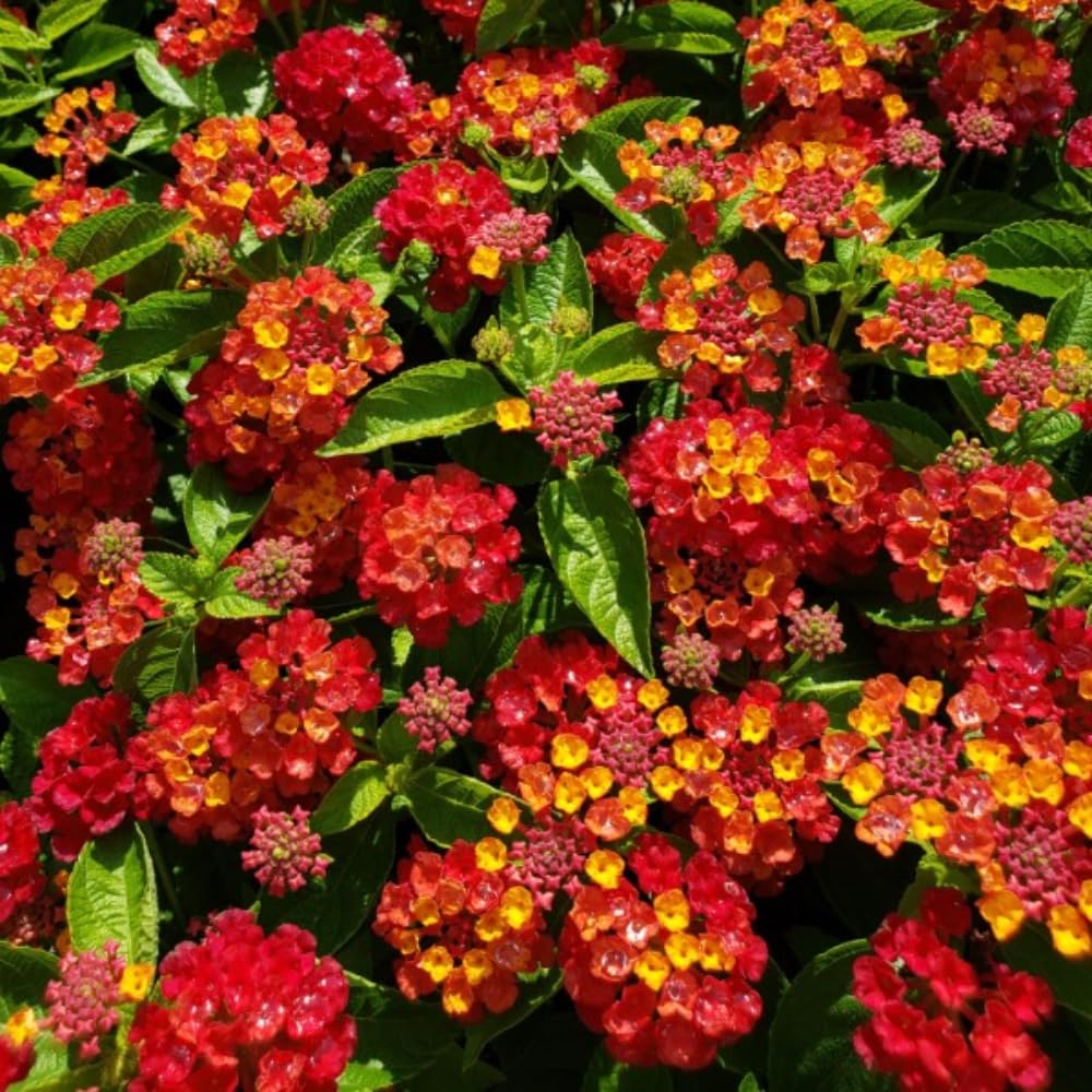 4 Lantana Plants Live for Planting Indoor Outdoor, 4-8" Tall, Fragrant Lantana Live Plant, Trailing Lantana Flowers Perennial (Red Lantana)