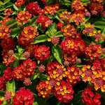 4 Lantana Plants Live for Planting Indoor Outdoor, 4-8" Tall, Fragrant Lantana Live Plant, Trailing Lantana Flowers Perennial (Red Lantana)