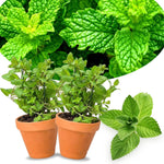 2 Spearmint Plants Live Clumps Potted, Size 5-9" in Tall, Fresh Mints Herb for Indoor Outdoor Growing, Culinary Gardening, Cold Hardy and Fast-Growing