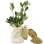 Laurus Nobilis Live Plant Tree Live, Bay Leaf Plants, Fragrant Sweet Laurel Bay Leaf Trees, Sweet Bay Laurel Live Plants from 5 to 9 Inc in Tall