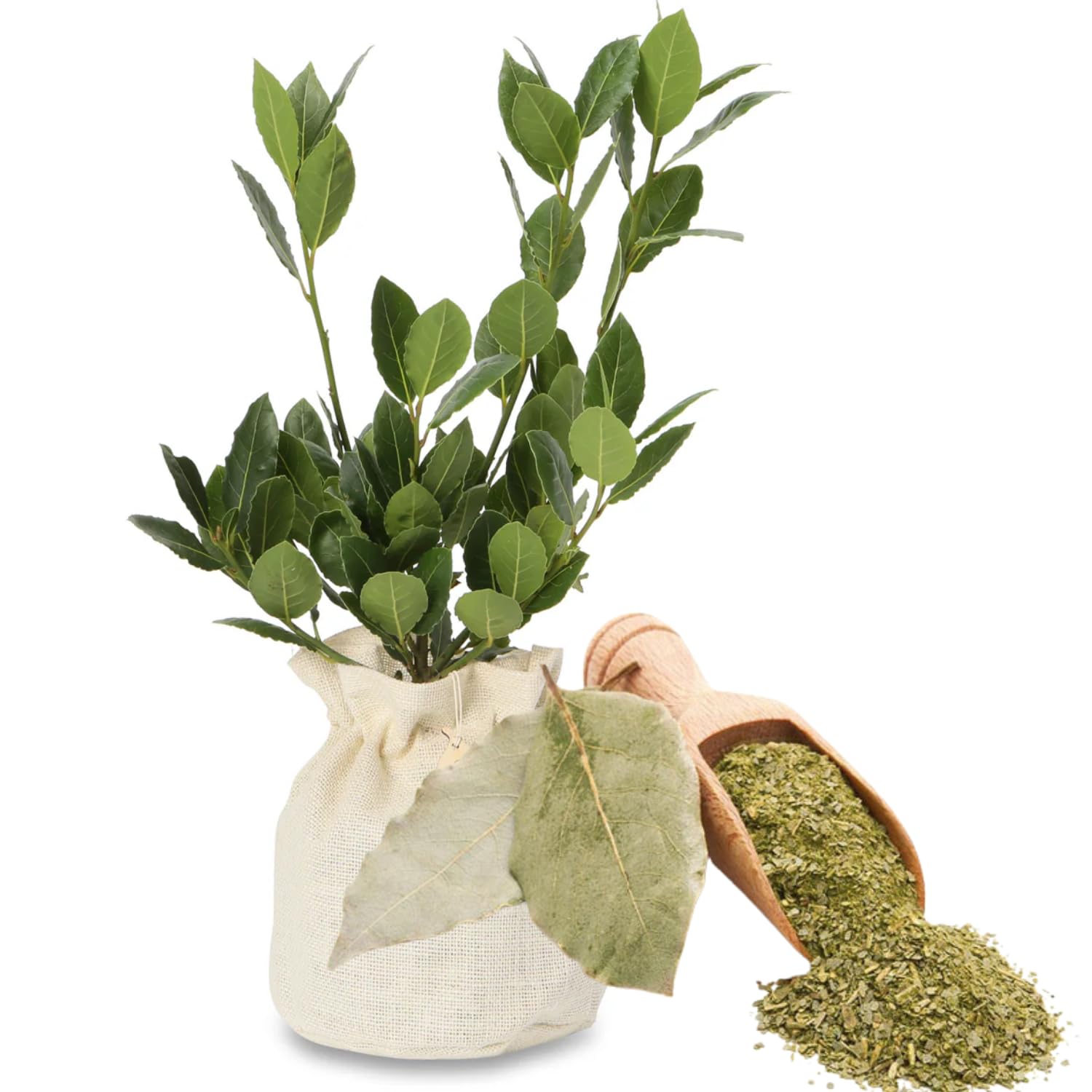 Laurus Nobilis Live Plant Tree Live, Bay Leaf Plants, Fragrant Sweet Laurel Bay Leaf Trees, Sweet Bay Laurel Live Plants from 5 to 9 Inc in Tall