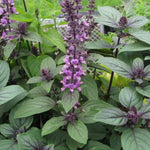 Blue Basil Plant Pot, 6 Blue African Basil Live Plants, 4 Inc Potted, Herb Plants Live Gardening
