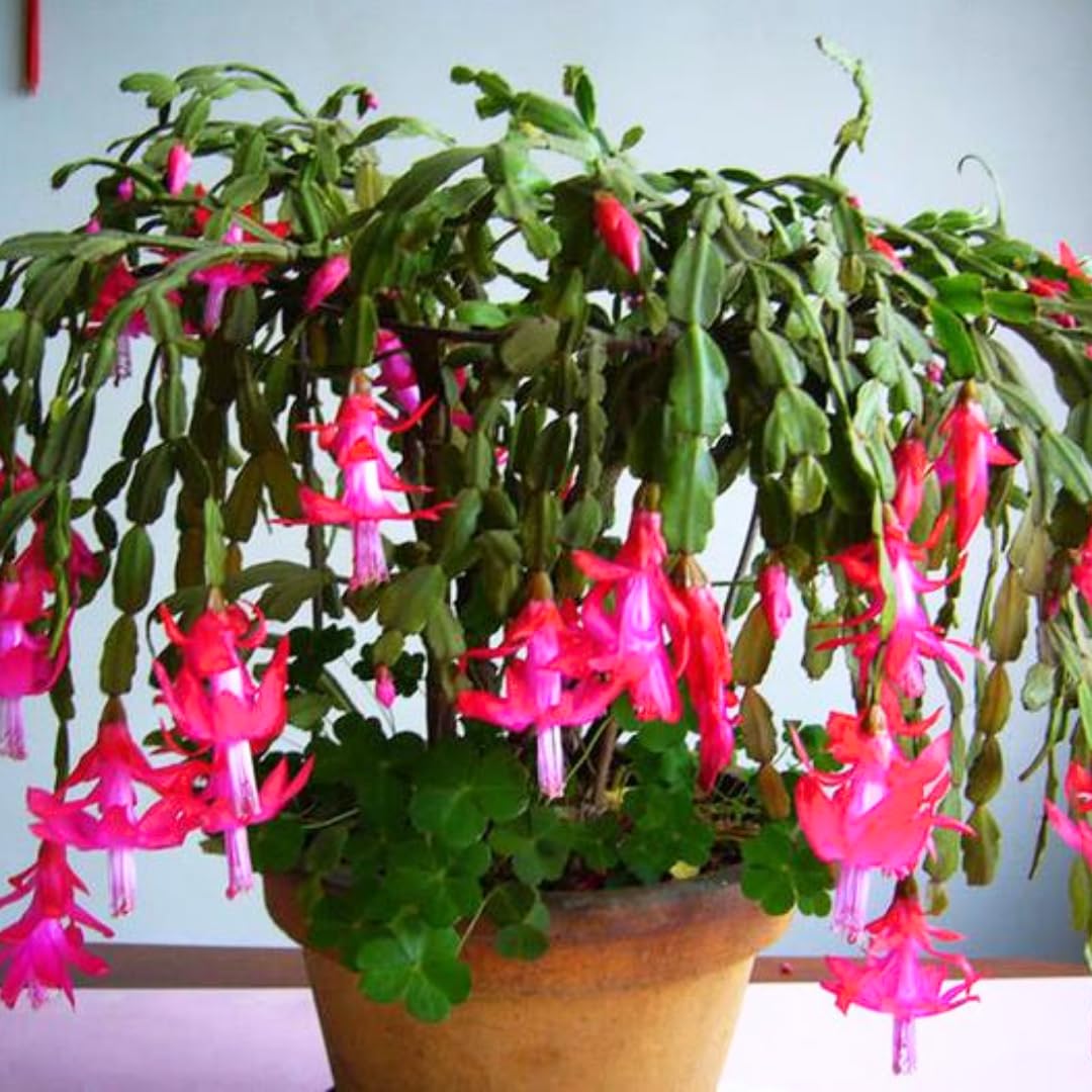 02 Pink Christmas Cactus Plant Live for Indoor, Houseplant Planting, 4-8" Clumps, Well-Rooted Holiday Cactus, Winter Bloom and Hardy, No Pot