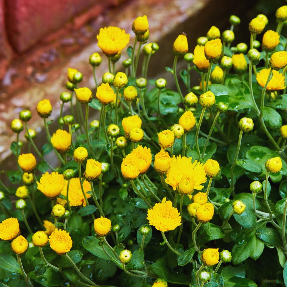 2 Mums Plants Live, Yellow Chrysanthemum Plants Live, 5 to 7 Inc Long, Chrysanthemum Flower Live Plant Mum Live Plant