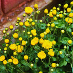 2 Mums Plants Live, Yellow Chrysanthemum Plants Live, 5 to 7 Inc Long, Chrysanthemum Flower Live Plant Mum Live Plant