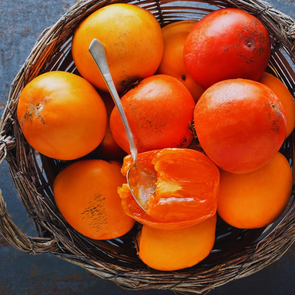 2 Persimmon Tree Live Plants Bare Roots, Live Persimmon Tree, Cold Hardy, 6-12 Inches Tall, Seedlings