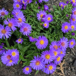 3 Asters Perennial Live Plants, Purple Aster Plants Live for Growing Outdoors Indoors, 4 to 6 Inc Tall Seedling