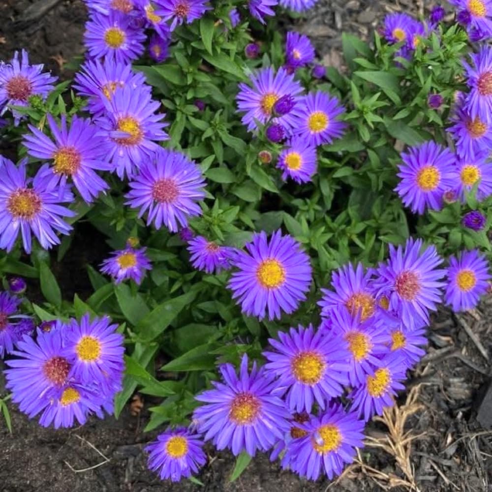 3 Asters Perennial Live Plants, Purple Aster Plants Live for Growing Outdoors Indoors, 4 to 6 Inc Tall Seedling