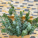 Eucalyptus Plant Live Indoor, Baby Blue Eucalyptus Tree Live Plant, 4 to 7 Inches Tall for Indoor Outdoor Growing