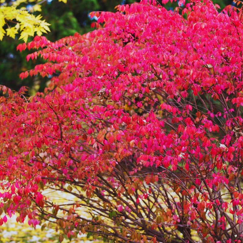 Dwarf Burning Bush Live Plant, Red Burning Bush Shrub Live Plant, 5 to 7 Inches Tall
