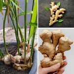 4 Ginger Plants Live for Planting, Live Ginger Plants, 4 to 6 Inches Tall, Ginger Live Plant, Live Plant Ginger, Herb Plants for Garden