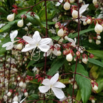 2 Clerodendrum Live Plants 4-7 Inches, Trailing Light Bulb Flowering Shrub, Indoor or Outdoor Ornamental (Wallichii)