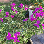 Sets 3 Climbing Bougainvillea Plants Live for Full Sun Trellis Tree, Shrub or Vine Bougainvillea Vibrant Bloom, Very Hardy, 5-9" Tall, Blueberry Ice