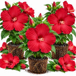 3 Hardy Hibiscus Live Plants, Flowering Shrub, Blooms, 4-7"