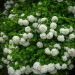 Snowball Viburnum Plant, Viburnum Plant Live, White Bloom, 10-12 Inches Tall, Snowball Shrubs for Landscape and Outdoor Garden