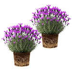 2 Lavender Plants Live Indoors, 4-8" Tall, Lavandula Perennial Flower Plants for Planting Outdoors Home Garden (Spanish Lavender)