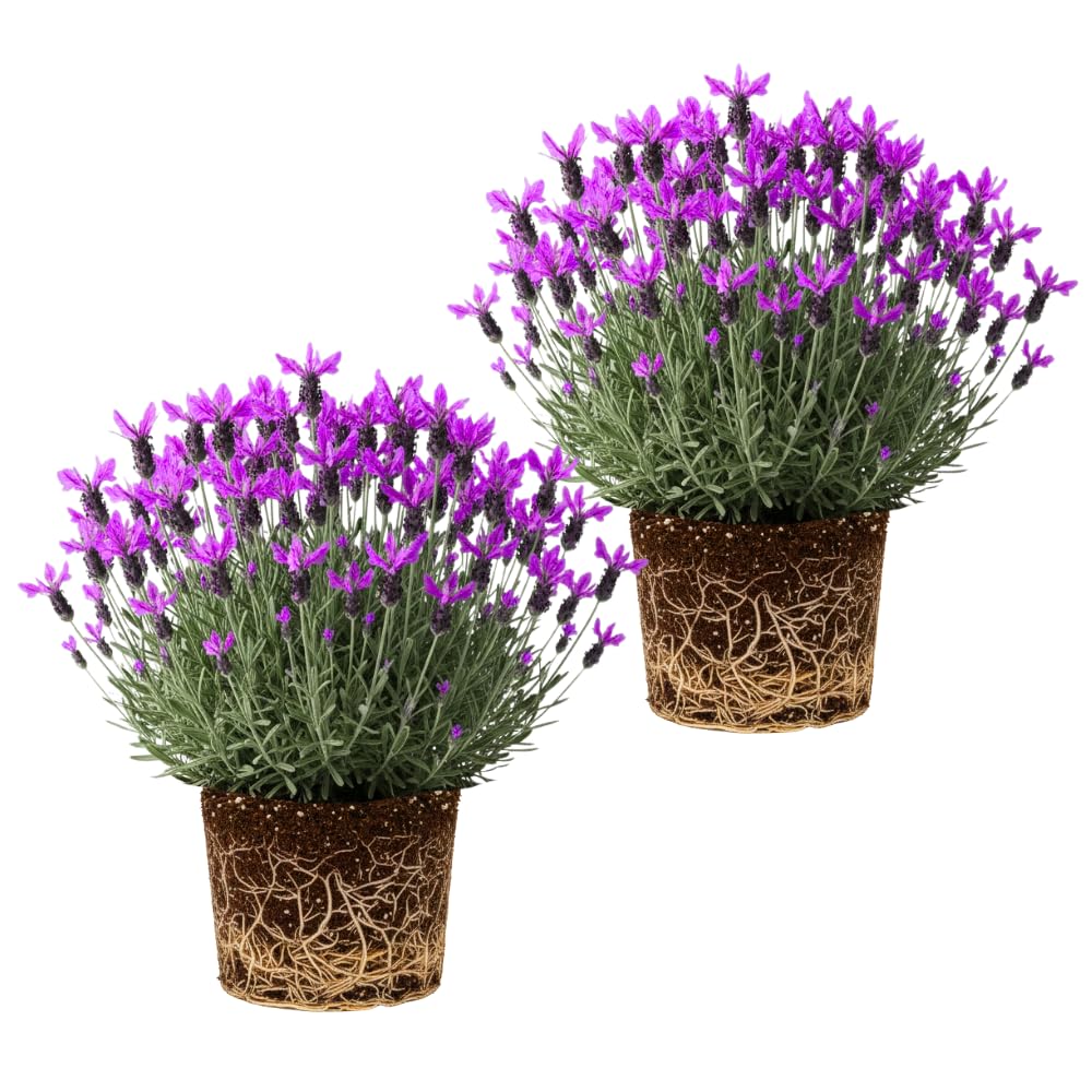 2 Lavender Plants Live Indoors, 4-8" Tall, Lavandula Perennial Flower Plants for Planting Outdoors Home Garden (Spanish Lavender)