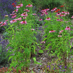Combo 6 Echinacea Plants Roots, Purple Coneflower Plant Live Indoor, 5 to 6 Inc Tall, Echinacea Flower Plant Gardening Planting