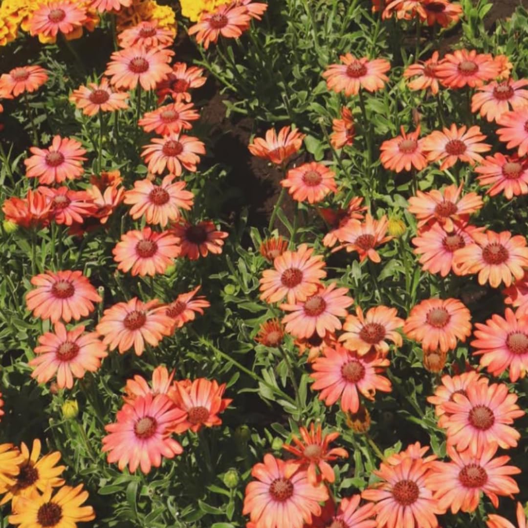 2 Osteospermum Plants Live, Orange African Daisy Flower Plants 4 Inc Potted, Annual Flowering Plant Live, 2 Plants per Pot Garden