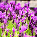 2 Lavender Plants Live Flower, Lavandula Perennial Starter Plants Plugs, 4-8" Tall for Planting Indoor Outdoor (Spanish Lavender)