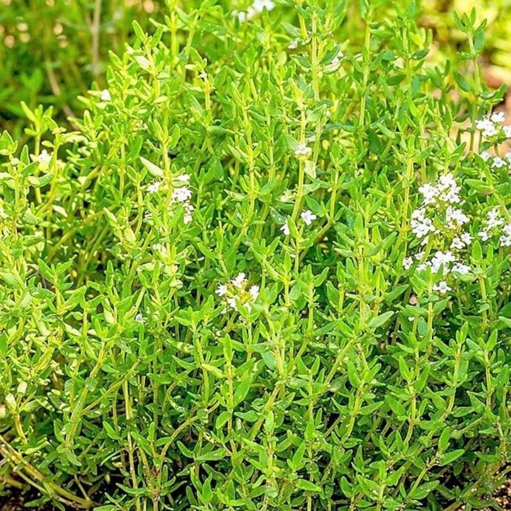 English Thyme Live Plant, 3-6 Inch Tall, Thyme Herb Plant for Outdoor Garden and Indoor Container Growing, Fragrant Herb Plant, No Pot Included