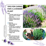 Pack 4 Lavender Plants Live, Lavandula Perennial Plants, 4-8" Height, Fragrant Perennial Flowers, No Pot (Mix Lavender)