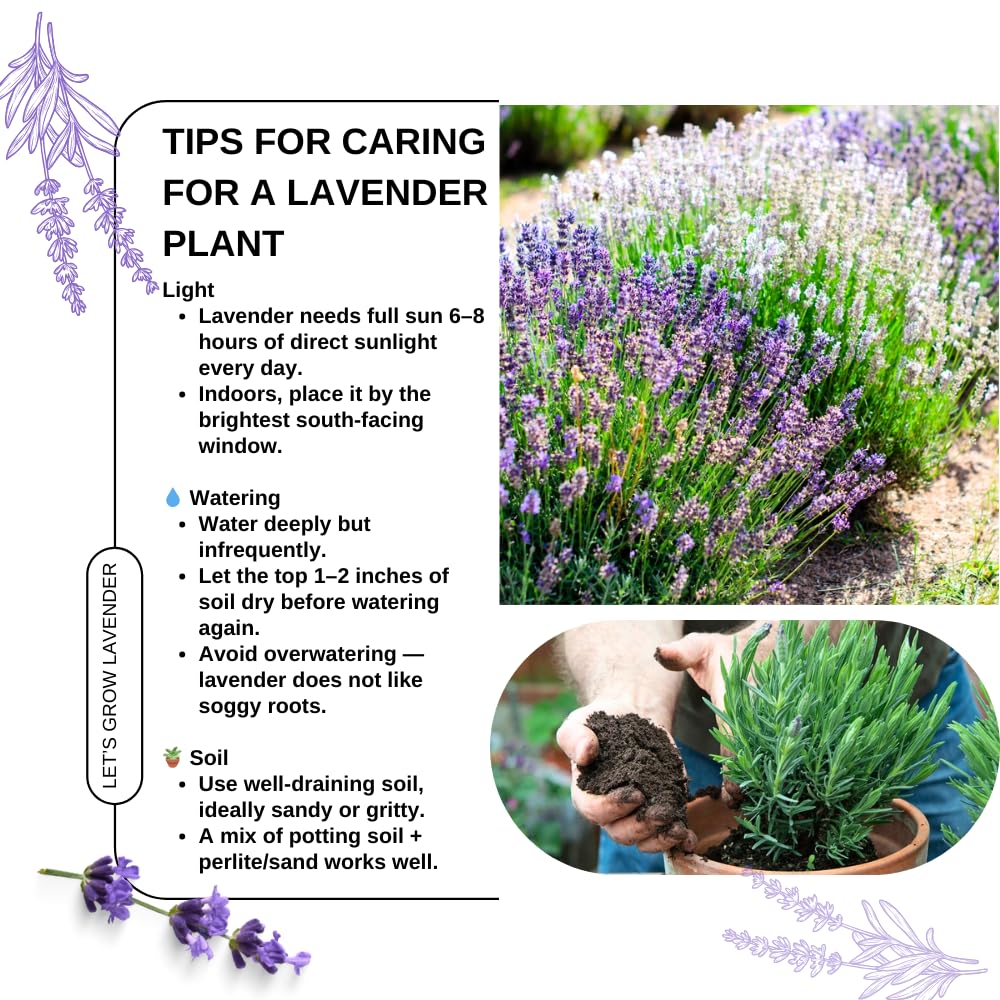 Pack 4 Lavender Plants Live, Lavandula Perennial Plants, 4-8" Height, Fragrant Perennial Flowers, No Pot (Mix Lavender)