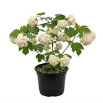 Cauliflower Plant Live in 4'' Pot, Cauliflower Vegetables Ready to Grow, Starter Plants 4-6 Inch Tall, 2 Plants per Pot