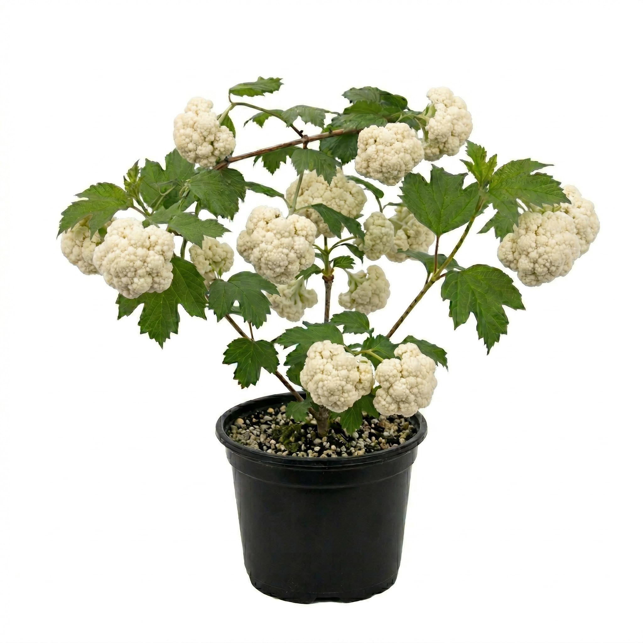 Cauliflower Plant Live in 4'' Pot, Cauliflower Vegetables Ready to Grow, Starter Plants 4-6 Inch Tall, 2 Plants per Pot