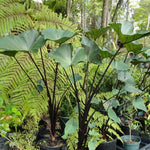 Elephant Ear Plants, Rare Colocasia Plant Live, Perennial Esculenta Taro Alocasia 4-8 Inch Tall, Indoor Outdoor Garden (Black Stem)