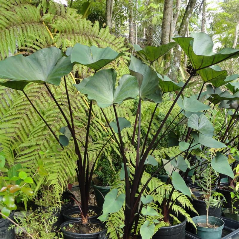 Elephant Ear Plants, Rare Colocasia Plant Live, Perennial Esculenta Taro Alocasia 4-8 Inch Tall, Indoor Outdoor Garden (Black Stem)