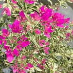 Sets 3 Climbing Bougainvillea Plants Live for Full Sun Trellis Tree, Shrub or Vine Bougainvillea Vibrant Bloom, Very Hardy, 5-9" Tall, Raspberry Ice Vivid Pink