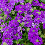 Set 2 Pots Purple Verbena Plants, 4 Inch Pot, 4-6" Tall Perennial Live Verbena Purple Plant for Groundcover, Outdoor Garden