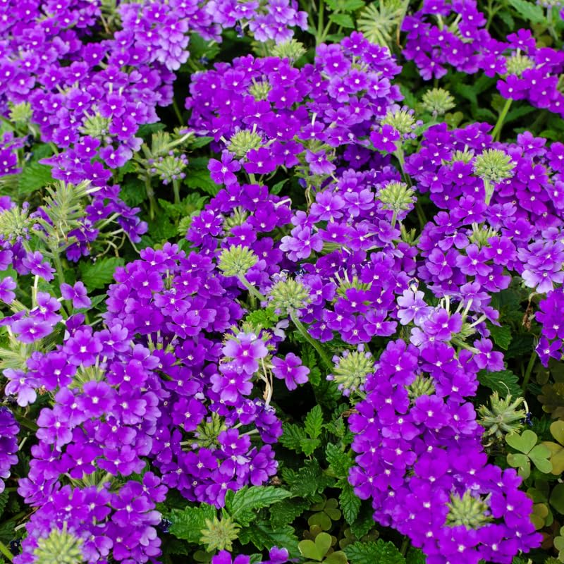 Set 2 Pots Purple Verbena Plants, 4 Inch Pot, 4-6" Tall Perennial Live Verbena Purple Plant for Groundcover, Outdoor Garden