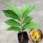 Common Pawpaw Tree Live Plant Size 1 Year Old, 6-12" Tall Dormant Paw Paw Seedling Plants, Well Rooted, Ornamental Fruit Asimina Triloba